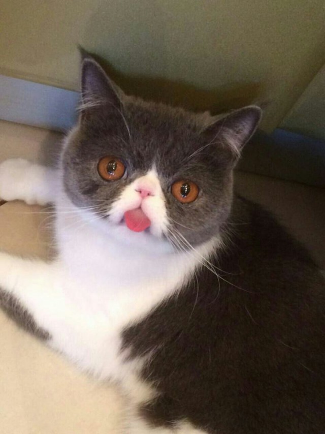 Прикольных котов пост