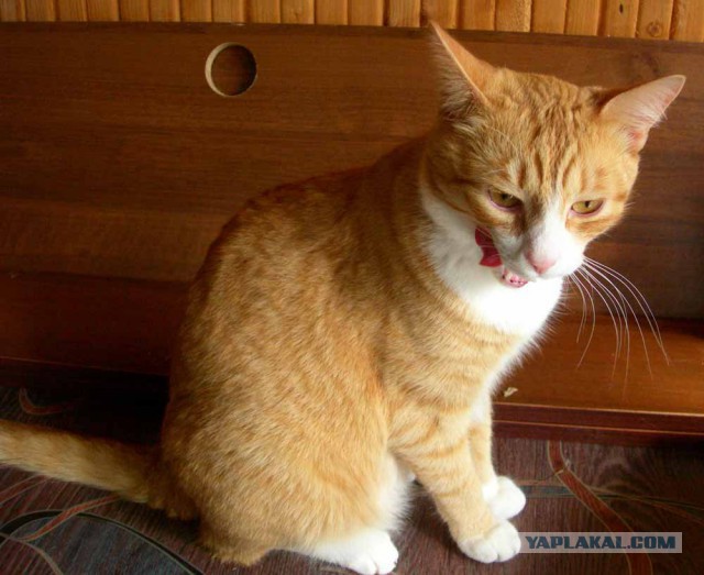 Котовторник 29.5.18