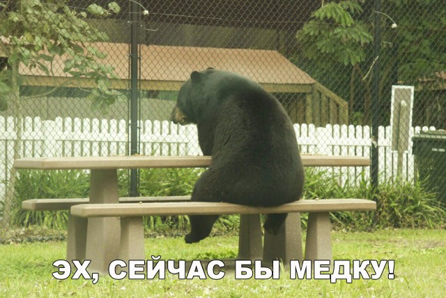 Живность из сети