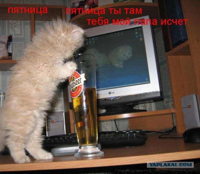 Алкопост на вечер этой пятницы