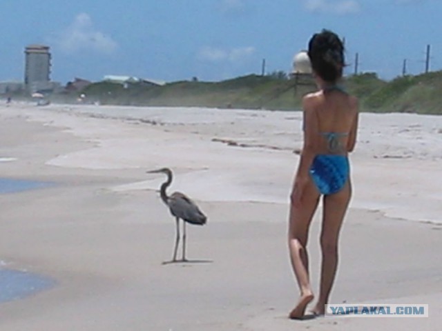 Море Каспийское и море Черное