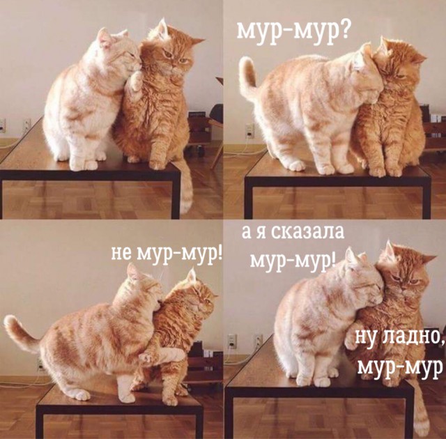 Прикольных котов пост
