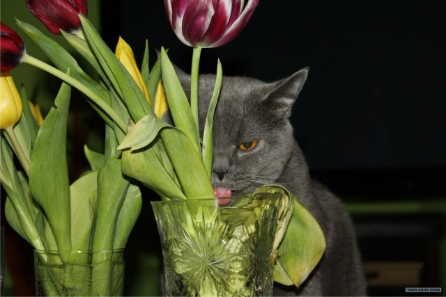 Котовторник!