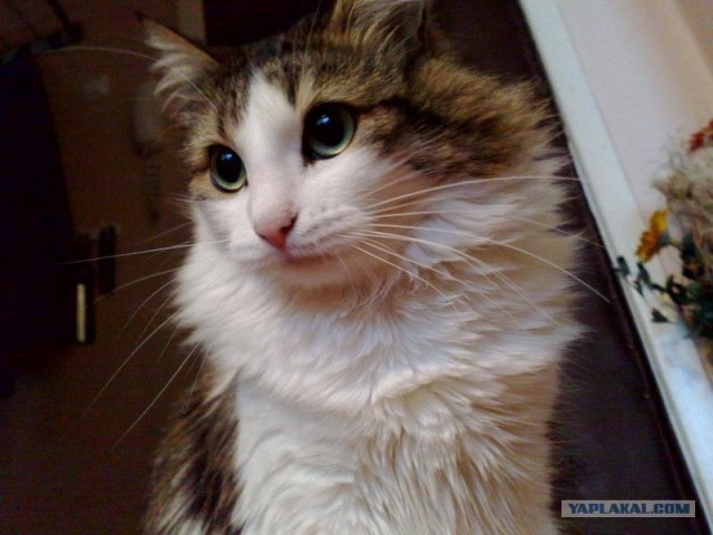 Десантный котовторник