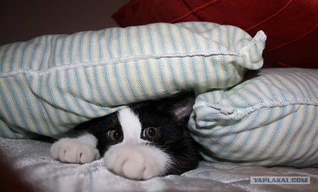 Котовторник 27.12.11