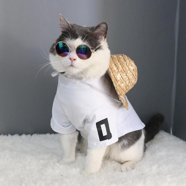 Прикольных котов пост