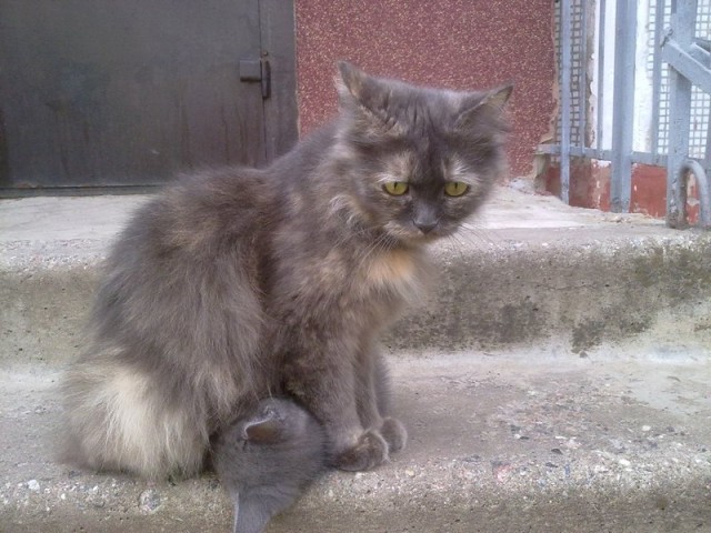 Котовторник 10.04.2012
