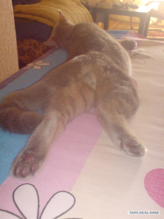 Котовторник на 26.06.12