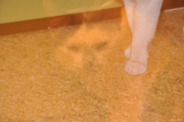 Котовторник 10. 07. 2012
