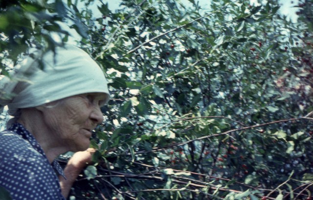 Каникулы в деревне
