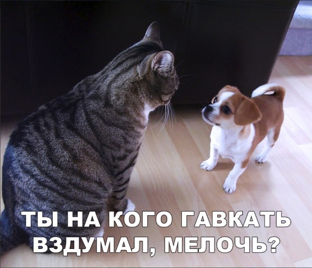 Забавные фото котеек