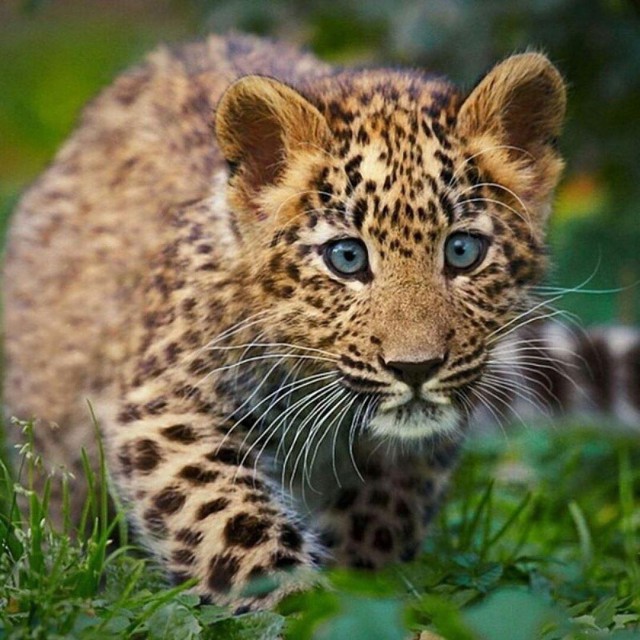 Дикий котовторник