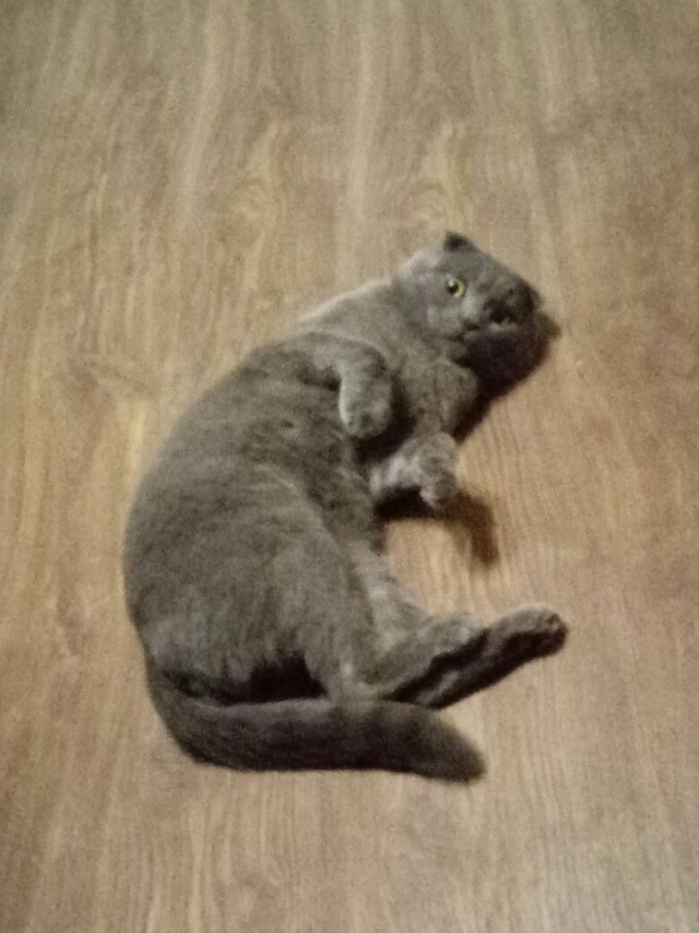 Забавные фото котеек