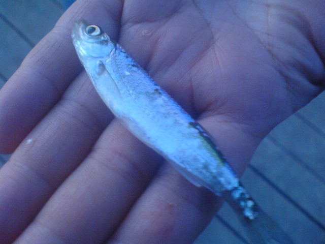 Рыбалка удалась