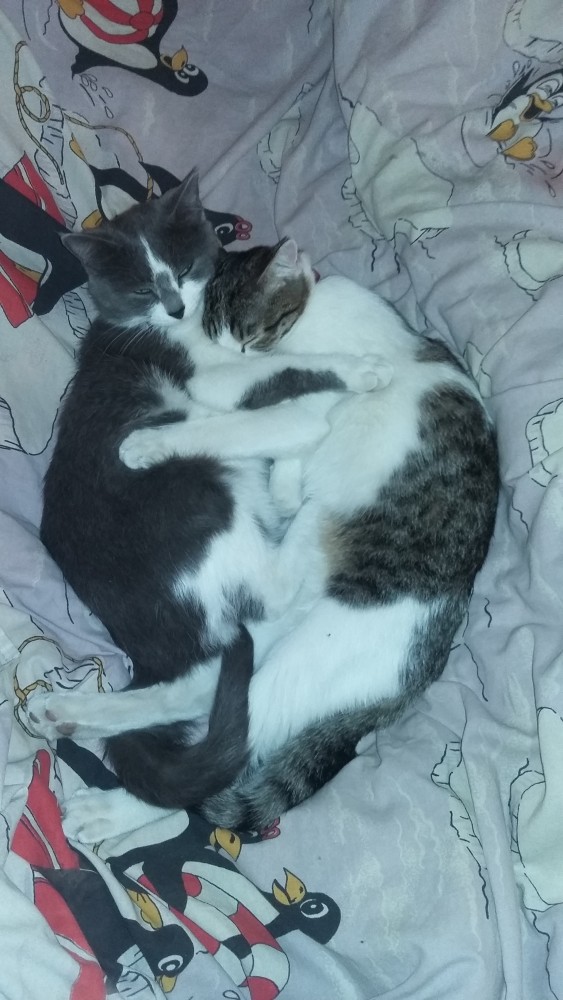Отданные даром. К котовторнику