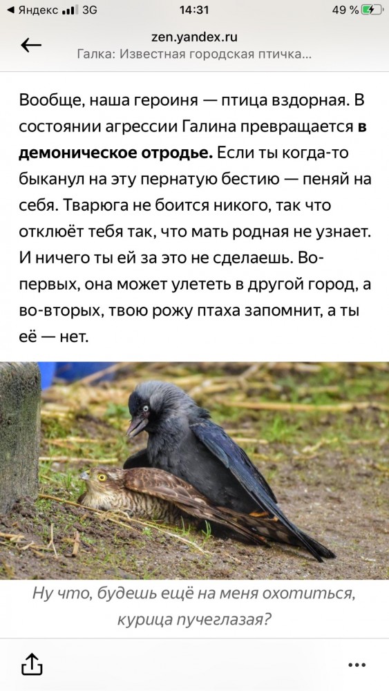 Чувак задружился с вороном
