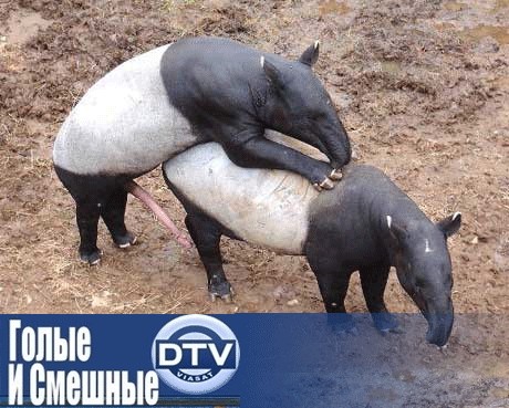 Фотожаба: ТВ программа