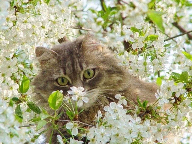 Эти забавные животные