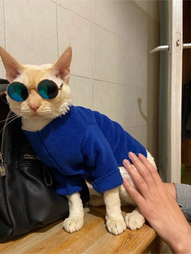 Котовторник. Пополнение семейства