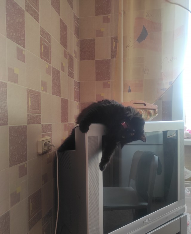 Котовторнику быть!