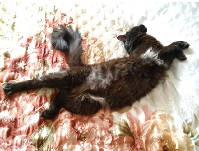 Даешь котовторник!