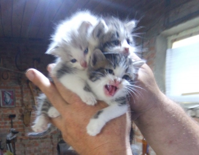 Какое имя дать коту?