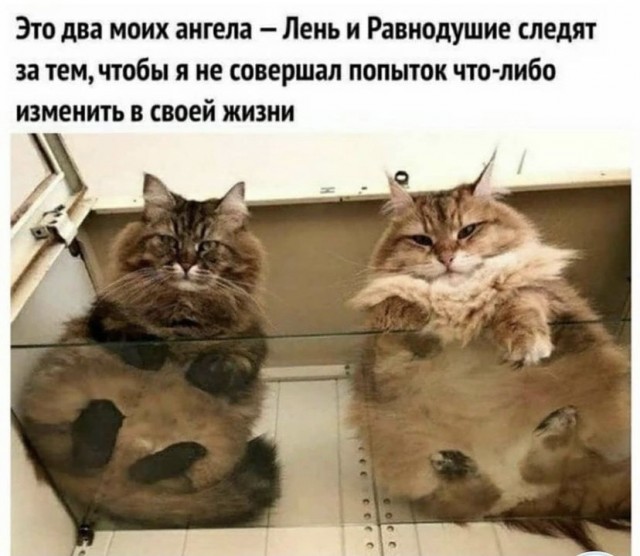 Картинки и мемы для настроения 23.08.2021