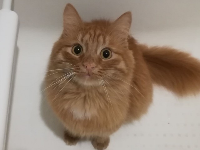 К котовторнику
