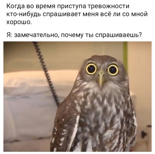 Всяческие картинки 17.01.2022