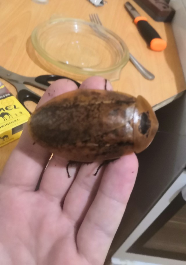 Девочка жучка испугалась