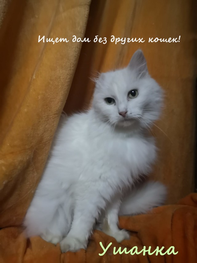 Жизнь домашнего приюта "Котоленд" 323
