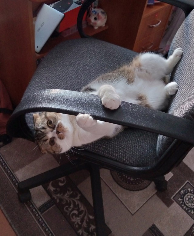 Котики не имеют национальности!!