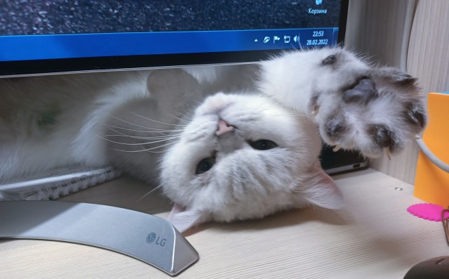 А что это мы котовторник не начинаем? Время пришло!