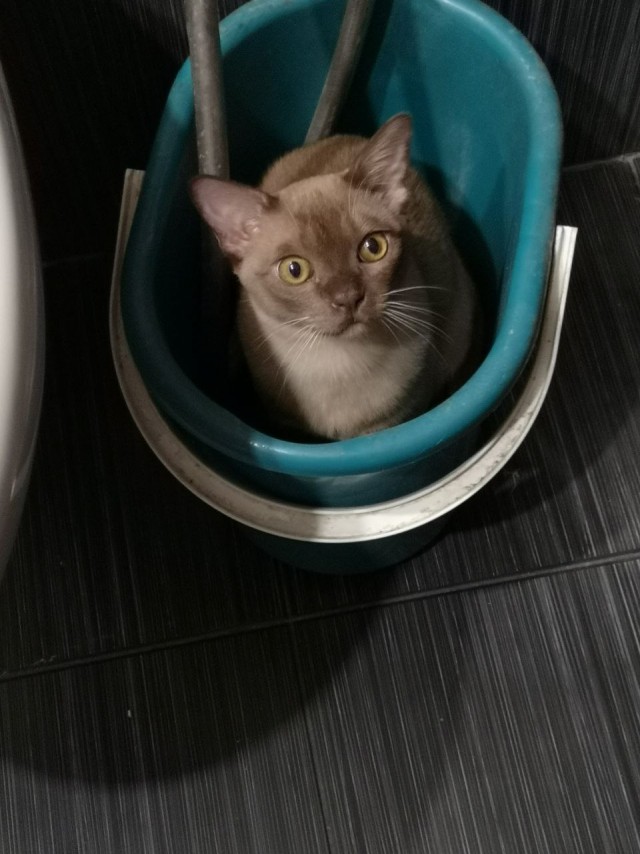 Котовторник 07.06.2022
