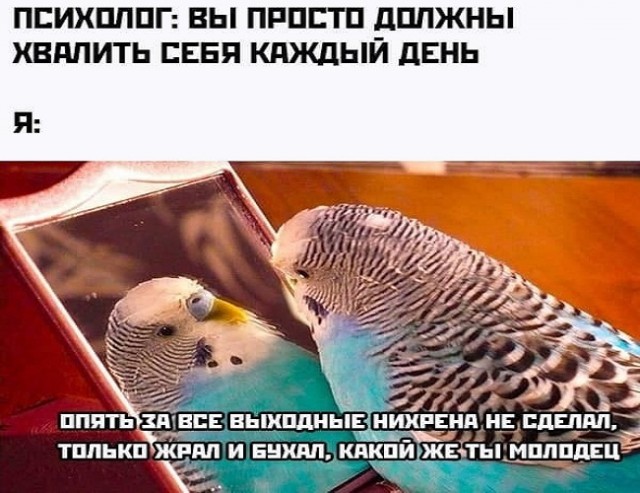 Картинки и мемы - "Жить, как говорится, хорошо..."