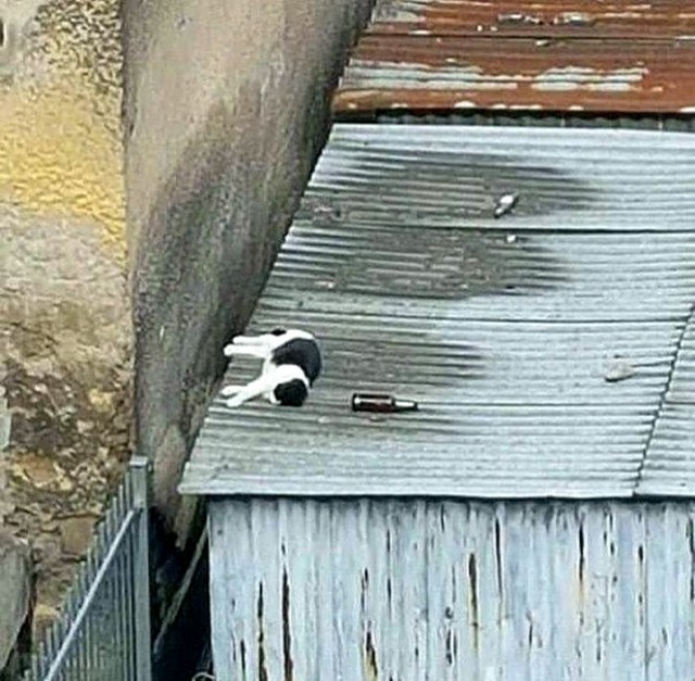 "Мой" котовторник