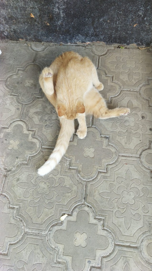 Уличный кот впервые получил работу