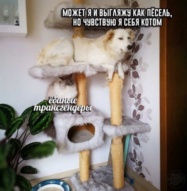 50 оттенков серого или самосвал баянов. Vol.27