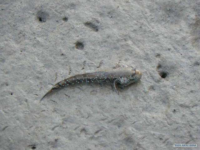 Немного Тая