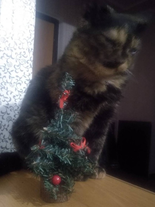 Мой Песдюк