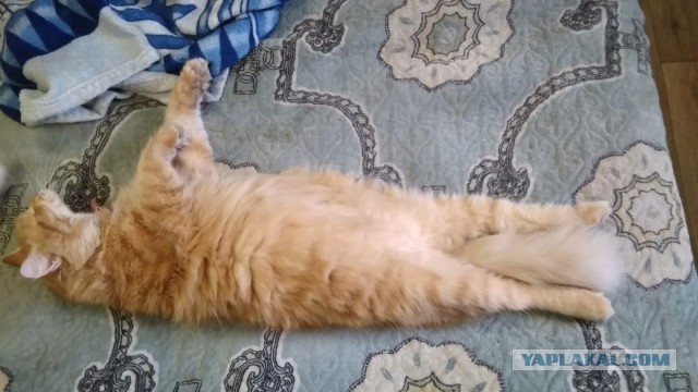 Котаро