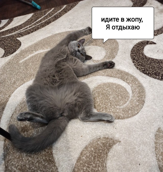 Коты-работяги