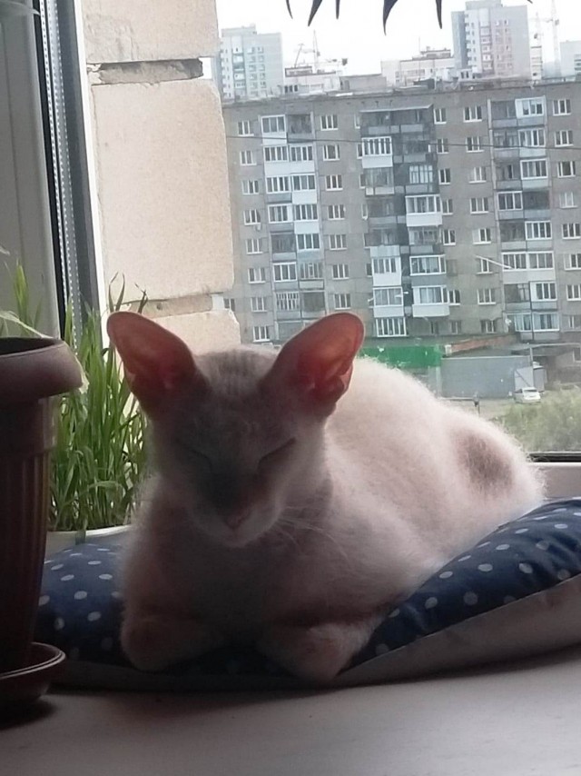 Просто фотопортрет моей кошки к котовторнику