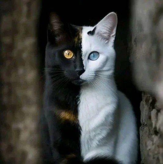 Ангел и Демон