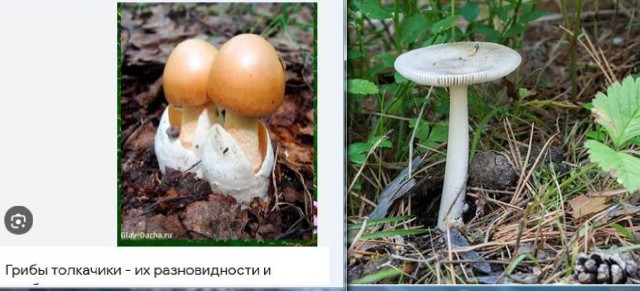 Нашел в Карелии краснокнижный гриб