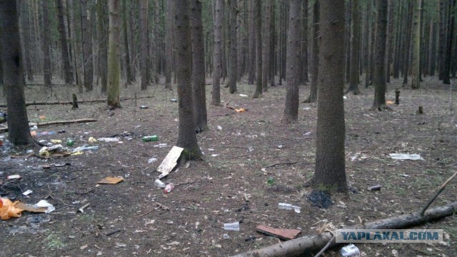 Сходил в лес