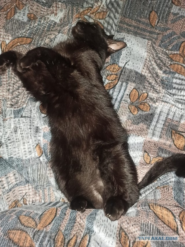 Мой котяра