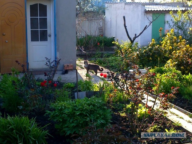 Котовторник 30.04.2013