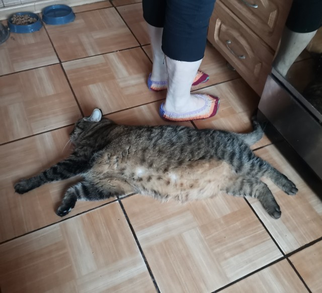 Котовторник. Дуська