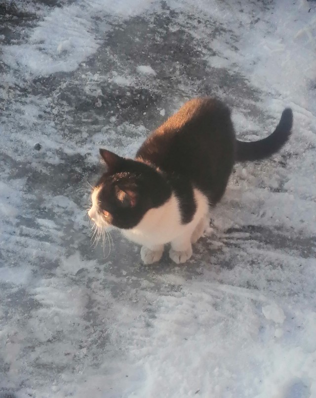 С котовторником ЯПовцы